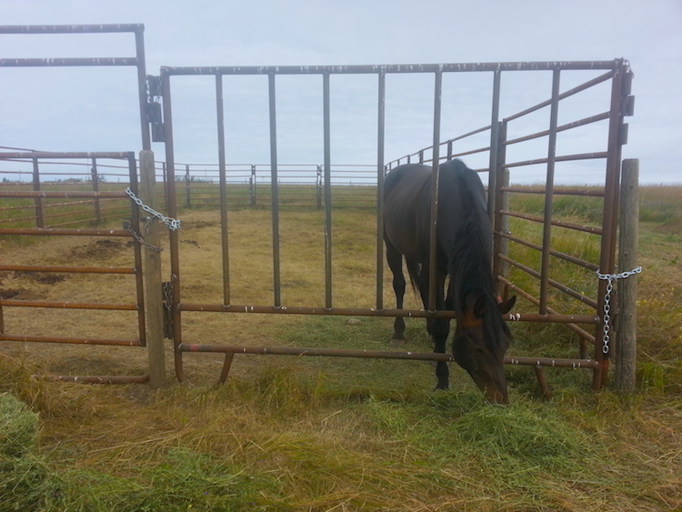 Horse pens for sale Alberta